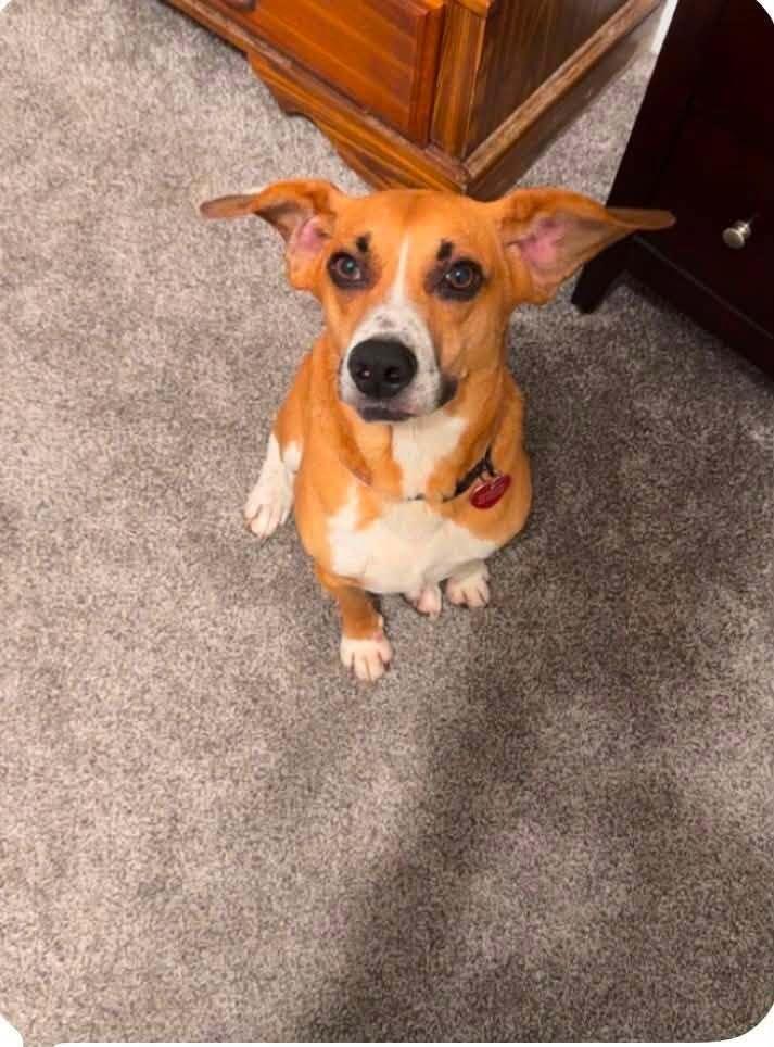 Enlarge Cody - fostered in Lincoln, a Adoptable mixed breed in Shawnee Mission, KS image 5/5
