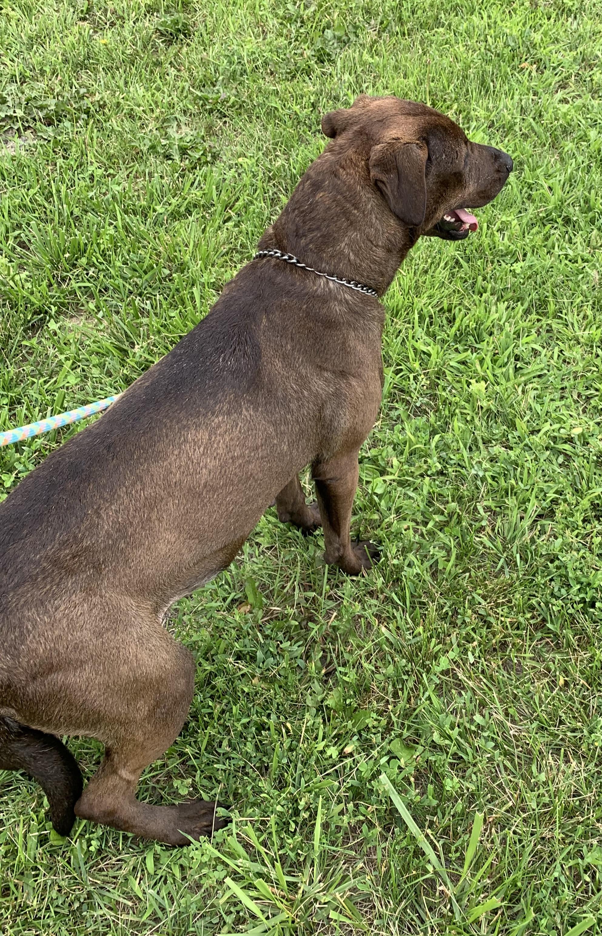 Enlarge Marleena, a ADOPTABLE mixed breed in Massena, NY image 3/3