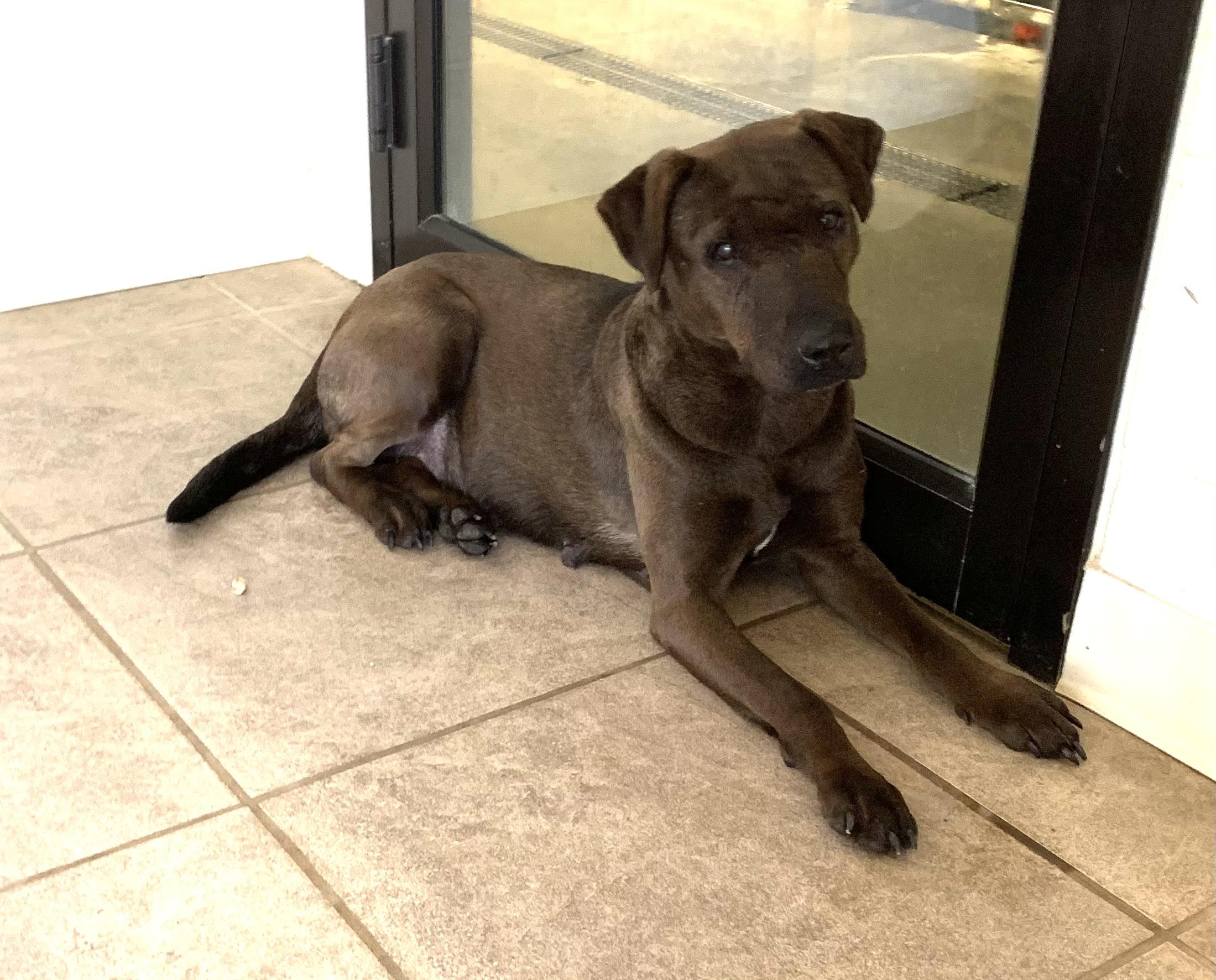 Marleena, ADOPTABLE, Adult Female Labrador Retriever.