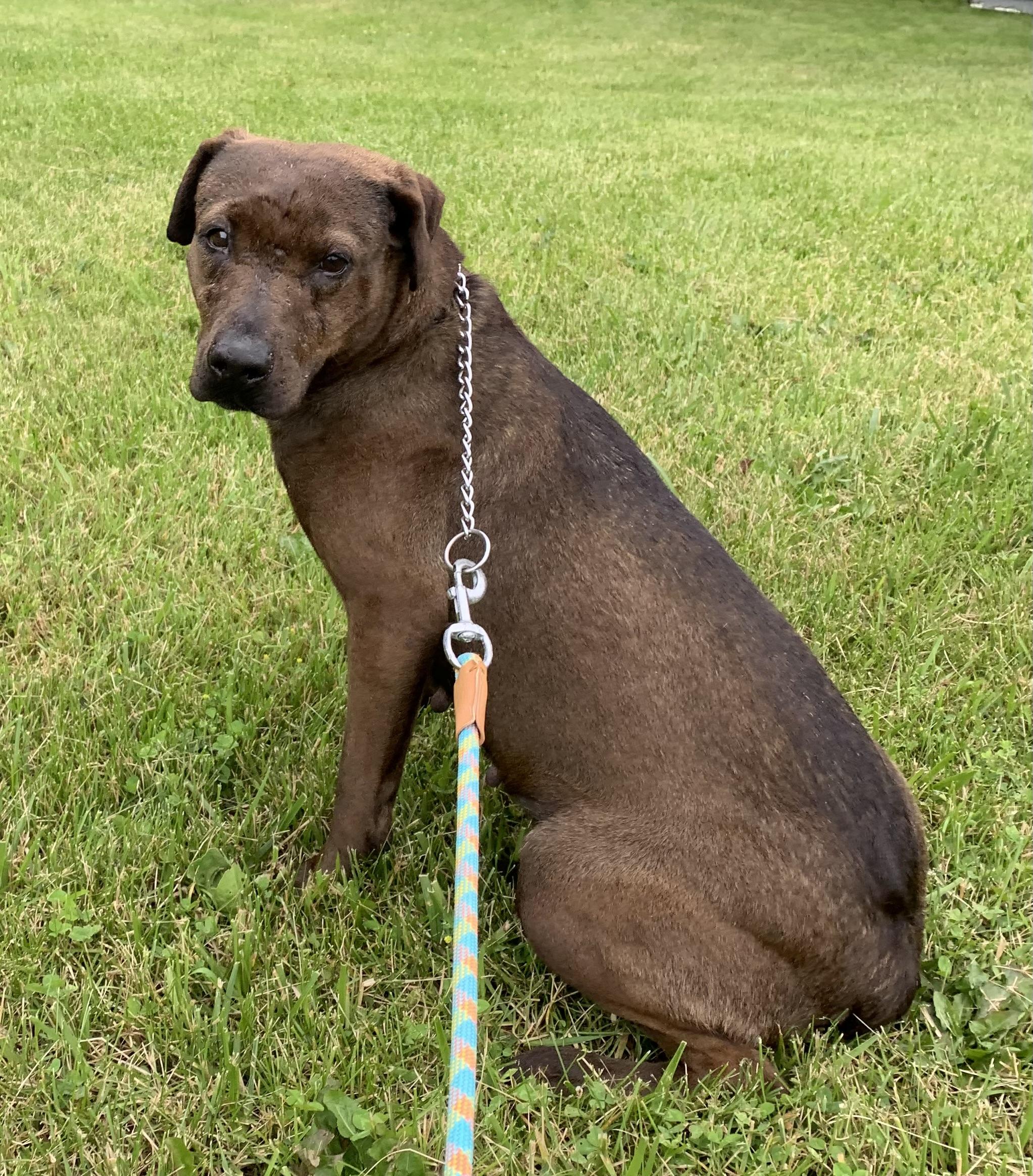 Marleena, ADOPTABLE, Adult Female Labrador Retriever.