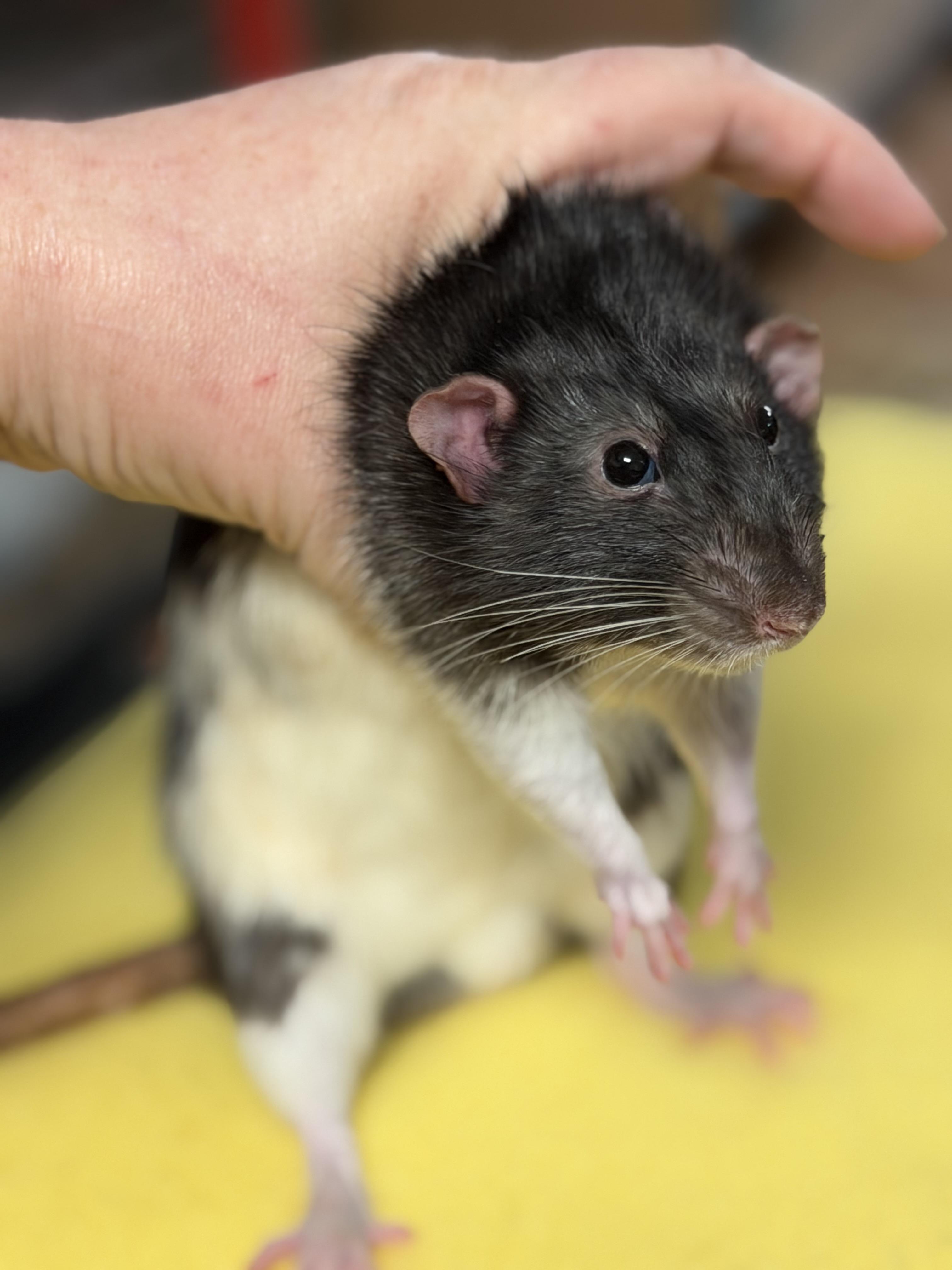 Enlarge Single male, a ADOPTABLE Rat in Edinburg, PA image 1/1