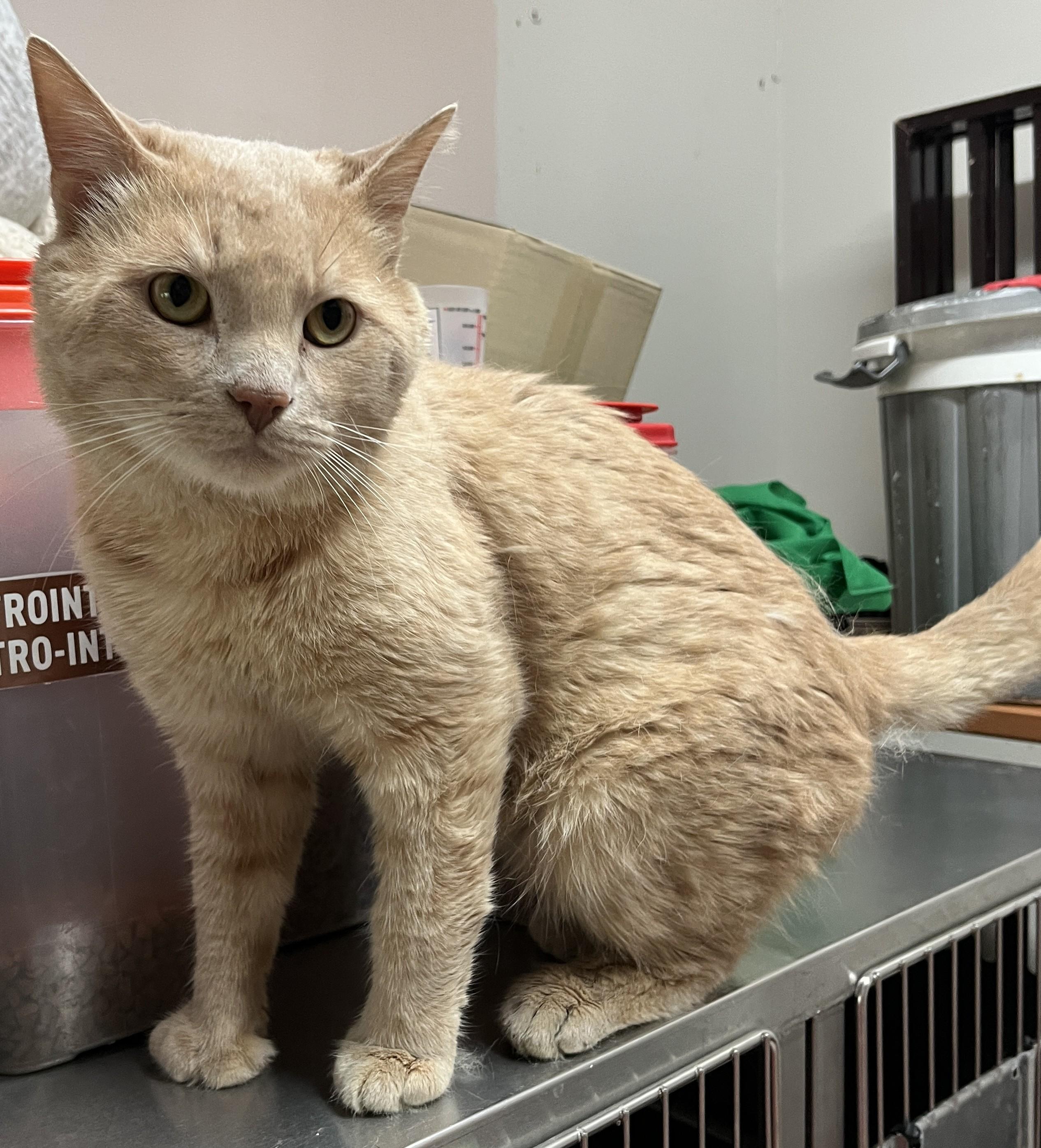 Enlarge MILO (CR/SC), an adopted mixed breed in Sainte-Angele-de-Monnoir, QC image 4/6