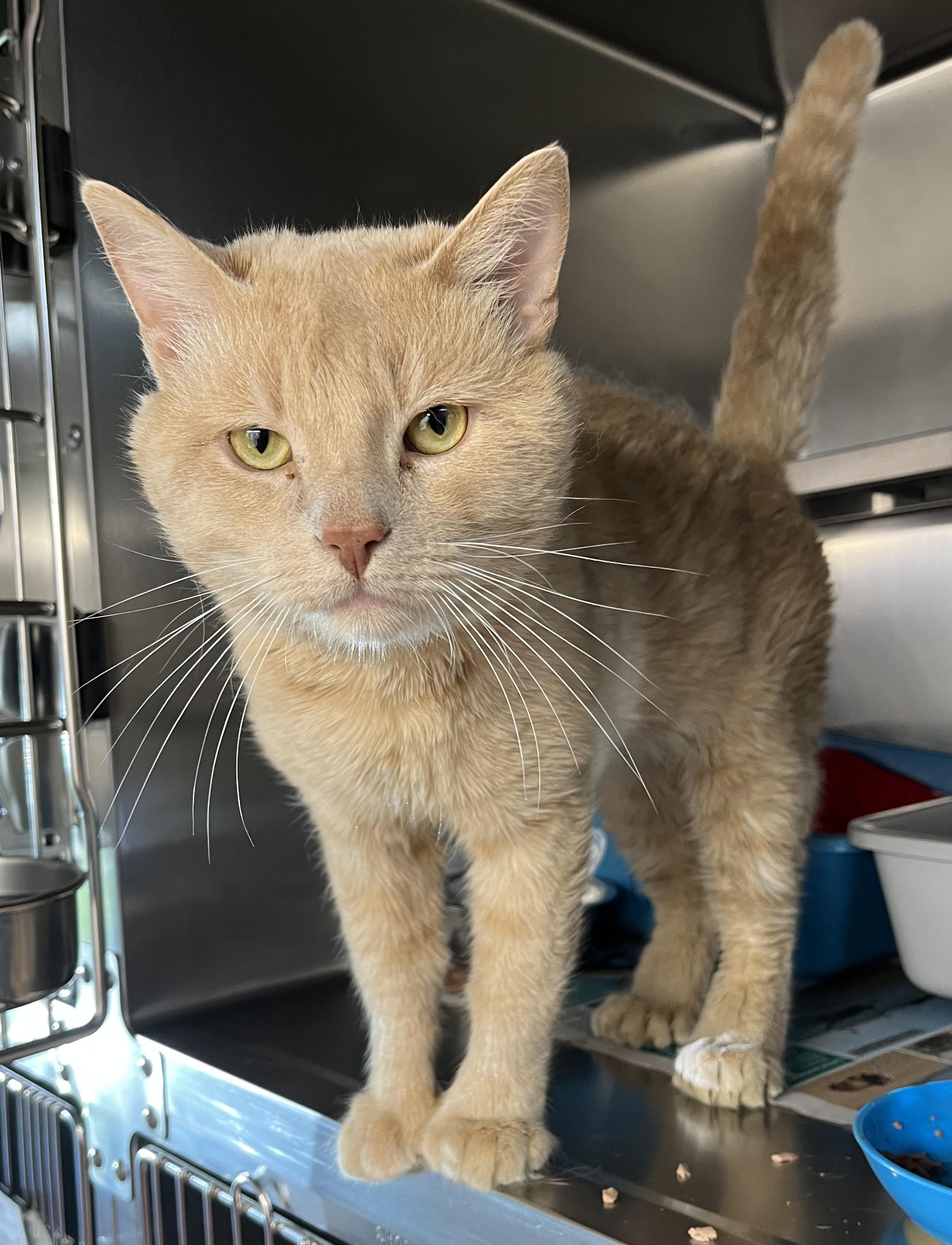 MILO (CR/SC), adopted, Adult Male Extra-Toes Cat / Hemingway Polydactyl & American Shorthair.