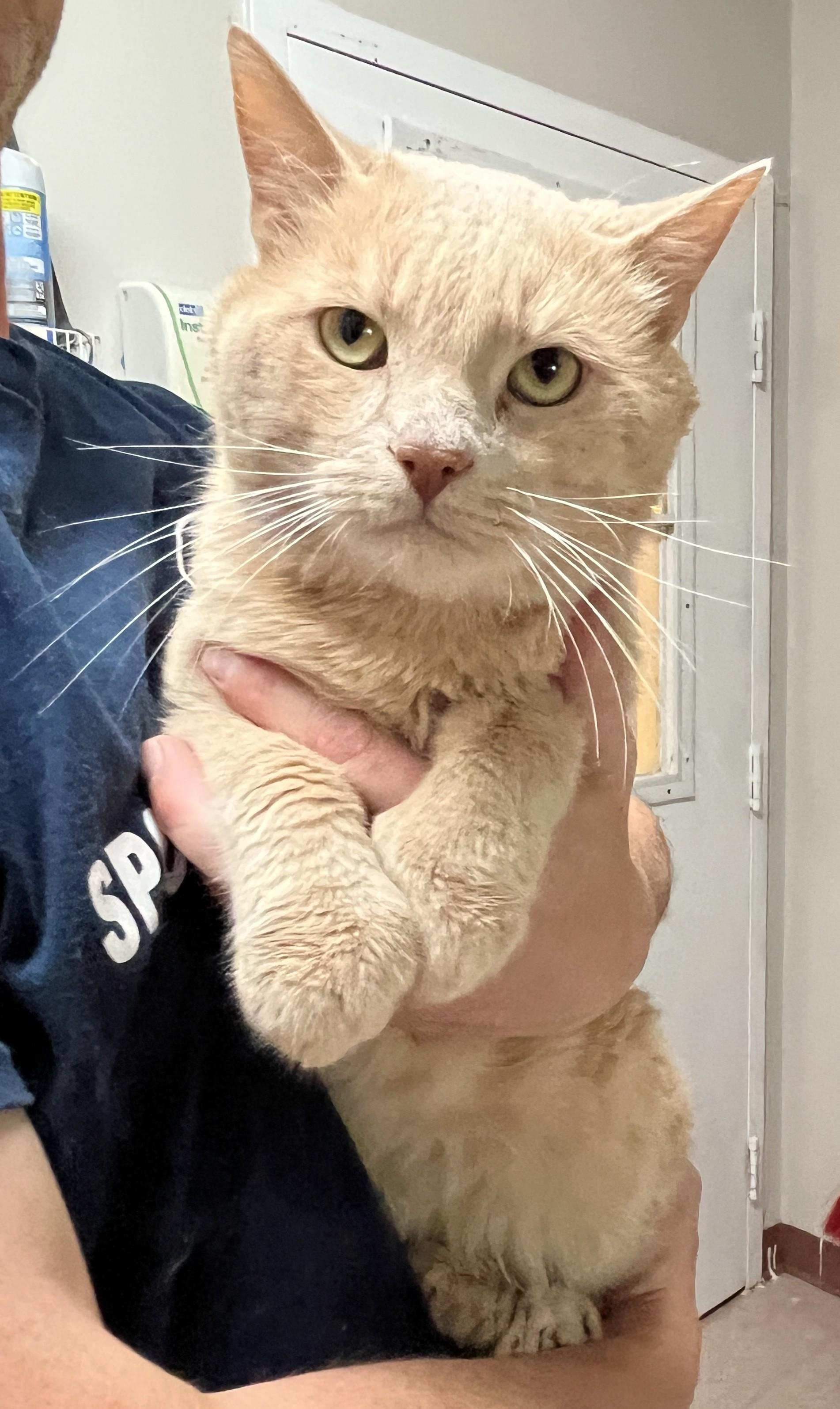 Enlarge MILO (CR/SC), an adopted mixed breed in Sainte-Angele-de-Monnoir, QC image 2/6
