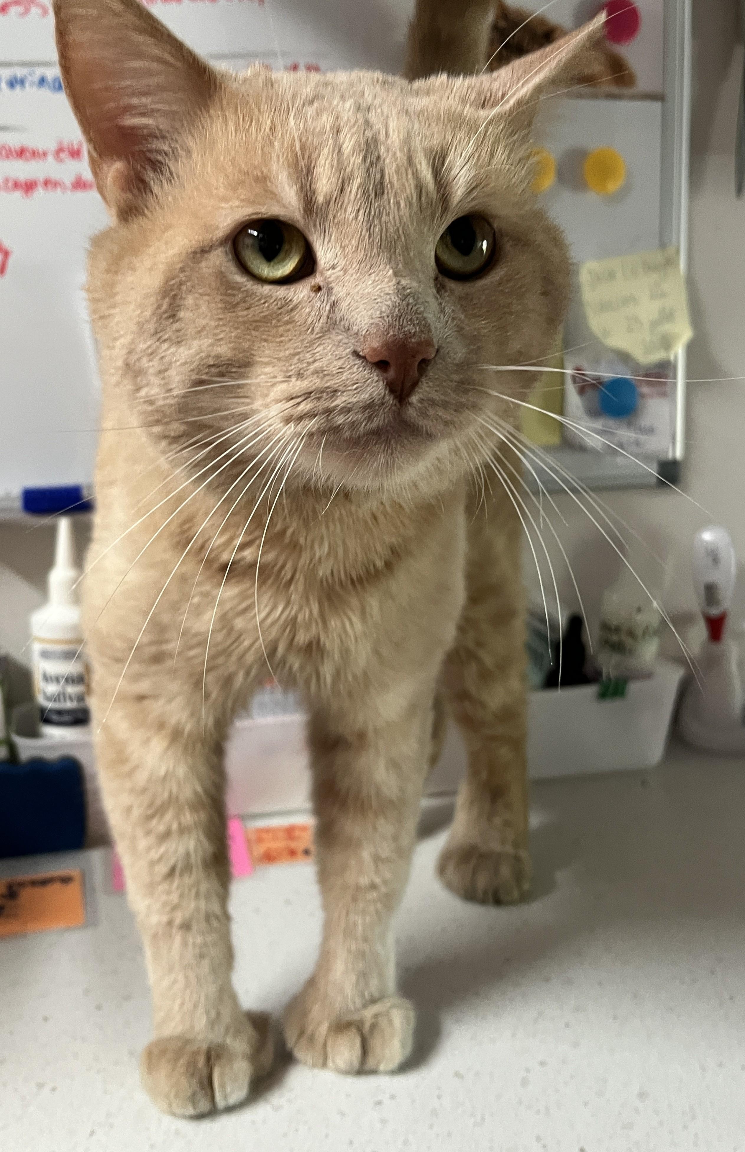 Enlarge MILO (CR/SC), an adopted mixed breed in Sainte-Angele-de-Monnoir, QC image 3/6