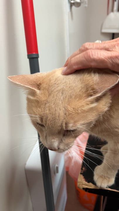 Enlarge MILO (CR/SC), an adopted mixed breed in Sainte-Angele-de-Monnoir, QC video 6/6
