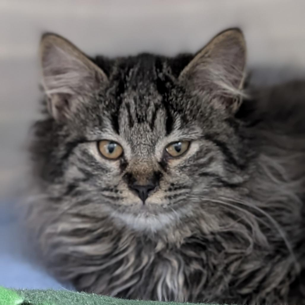 Enlarge Purrsonality, a Adoptable Domestic Short Hair in Buffalo, WY image 2/2