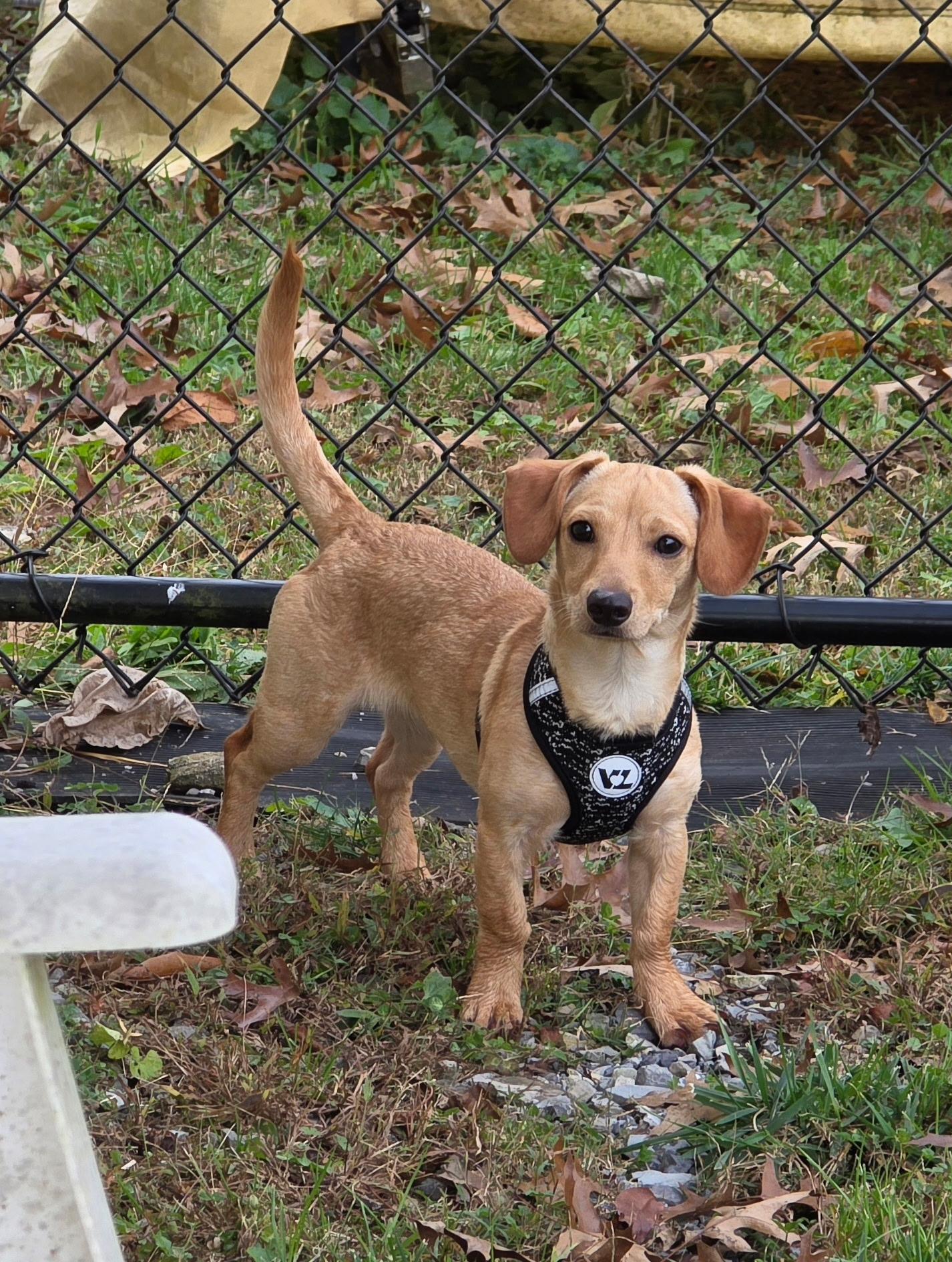 CHOCOLATE, an adopted mixed breed in Kingsport, TN image 2/6