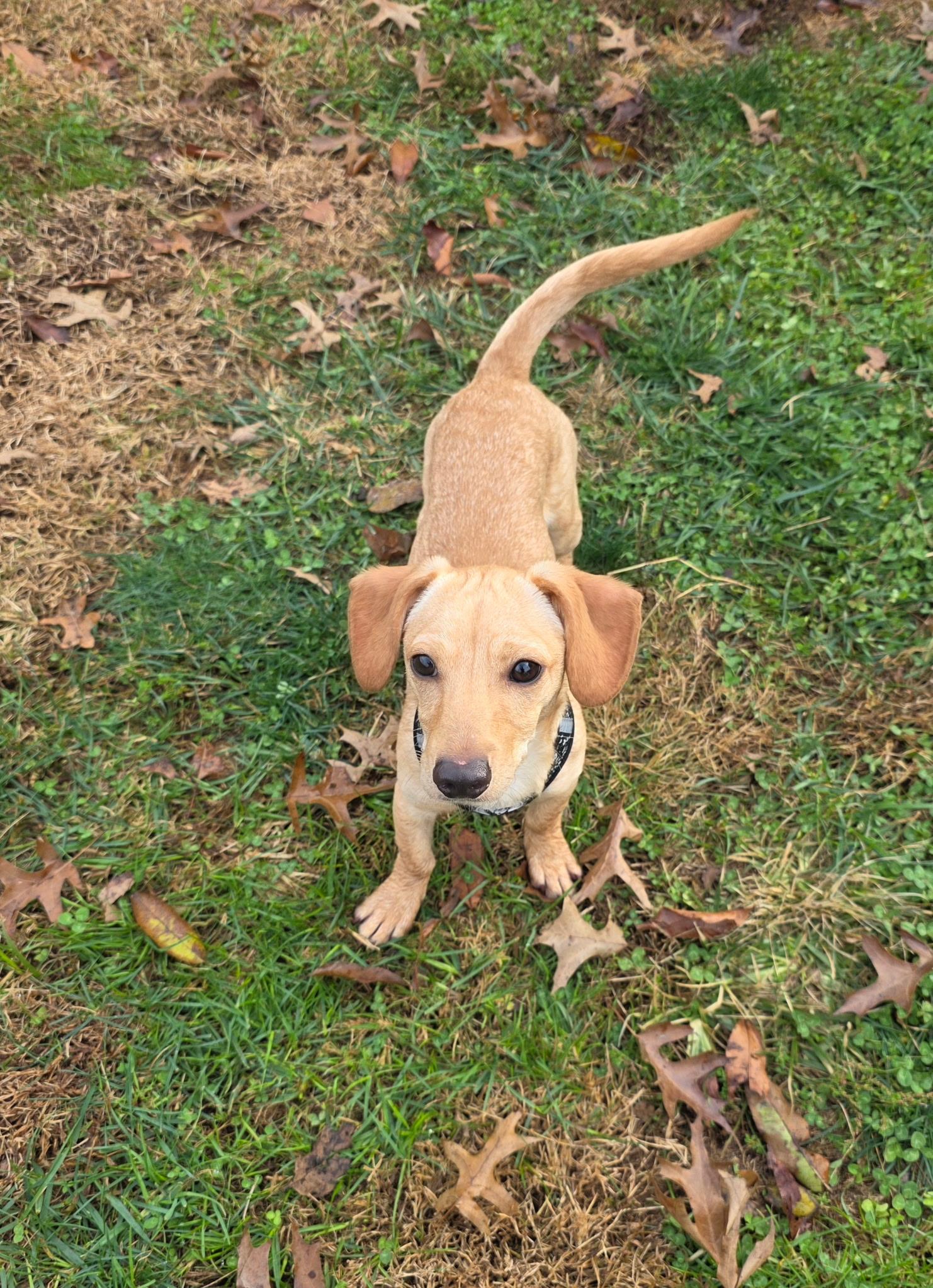 CHOCOLATE, an adopted mixed breed in Kingsport, TN image 3/6
