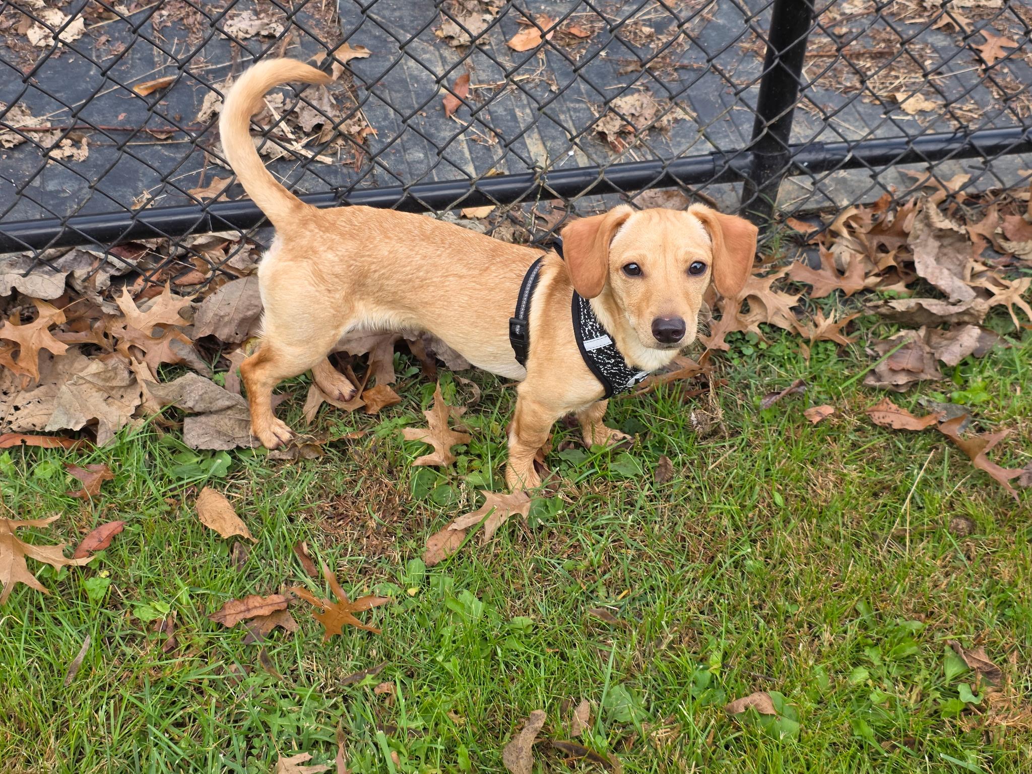 CHOCOLATE, an adopted mixed breed in Kingsport, TN image 4/6