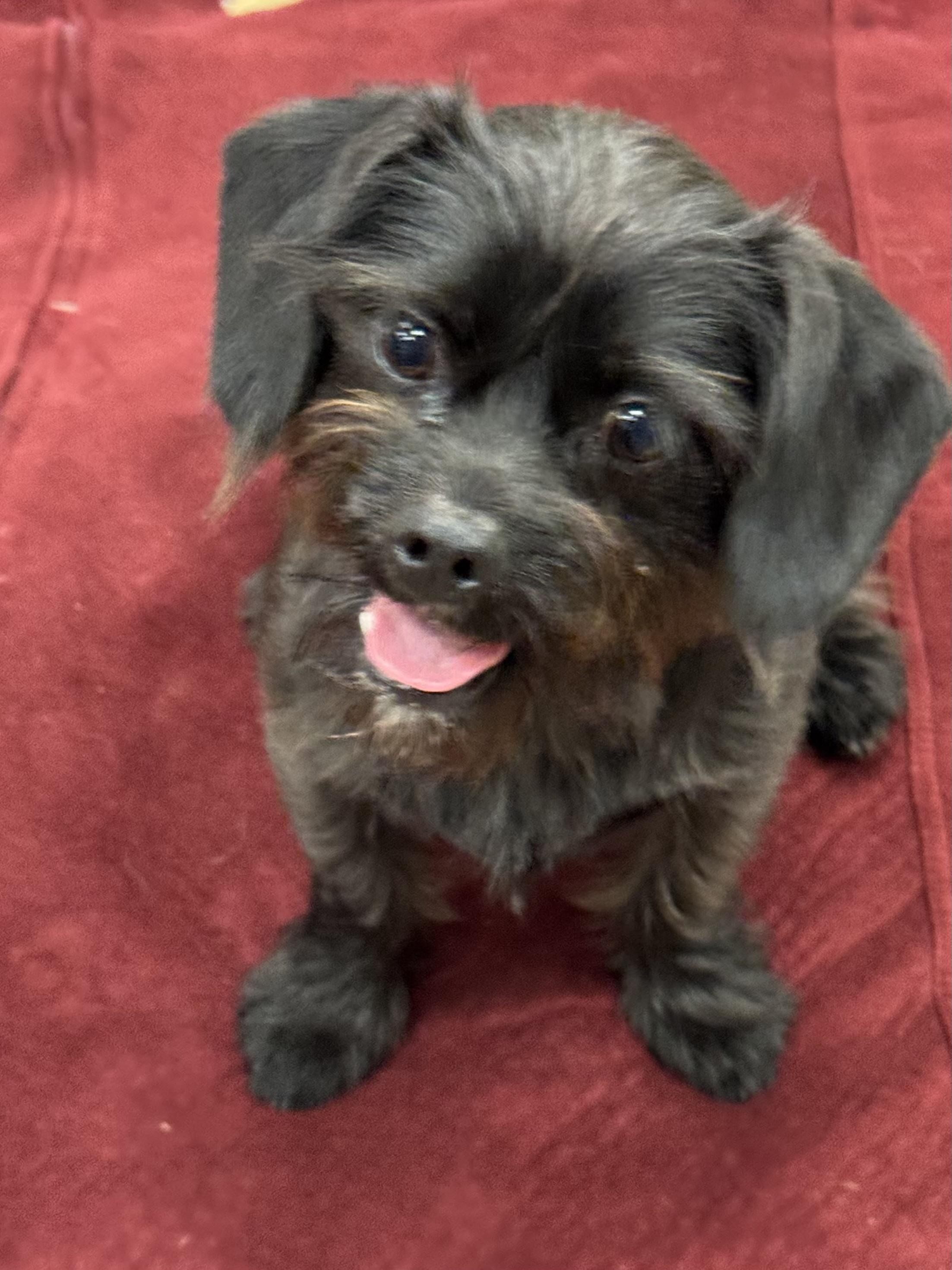 XENA, adopted, Young Female Schnoodle & Dachshund.