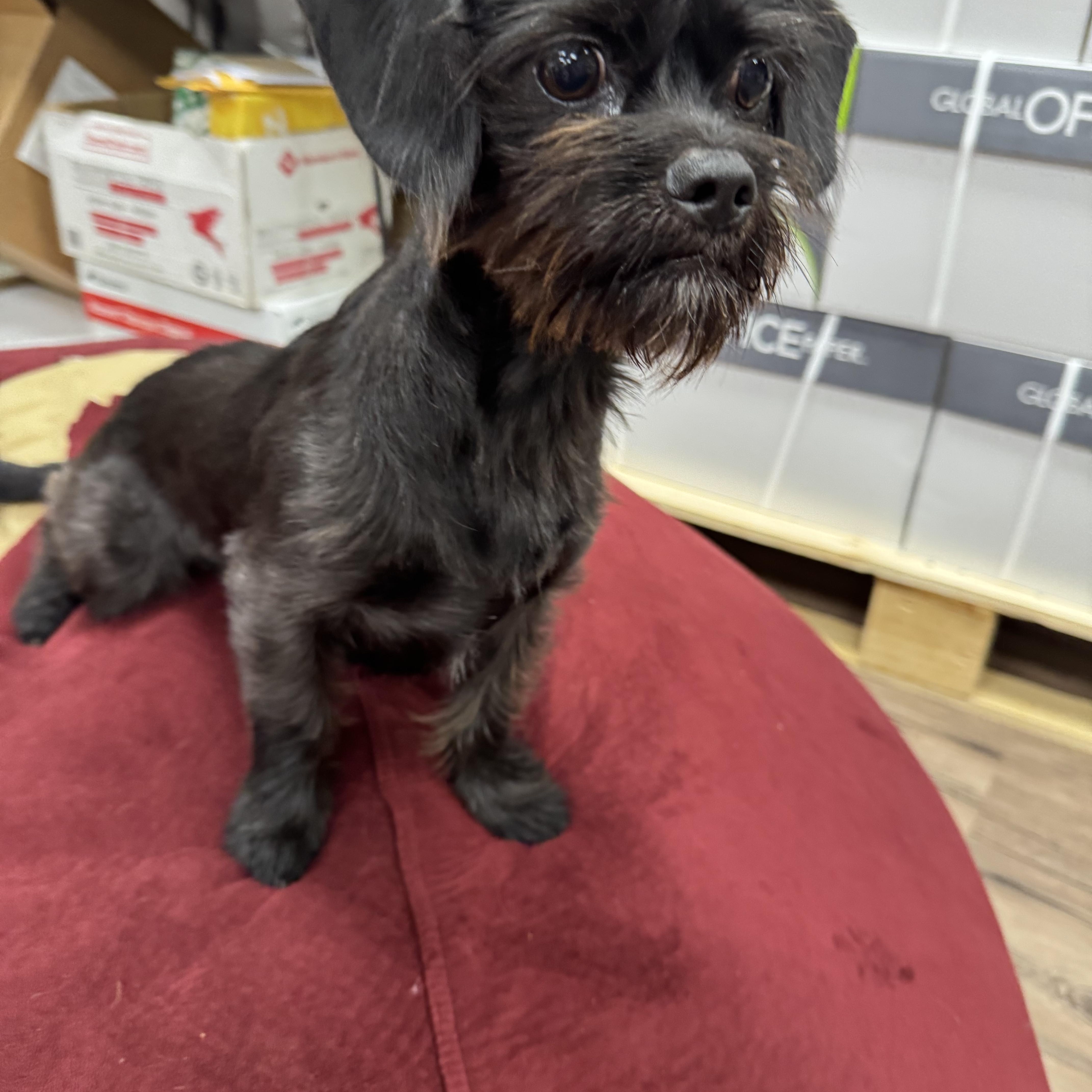 Enlarge XENA, an adopted mixed breed in Warwick, RI image 3/6