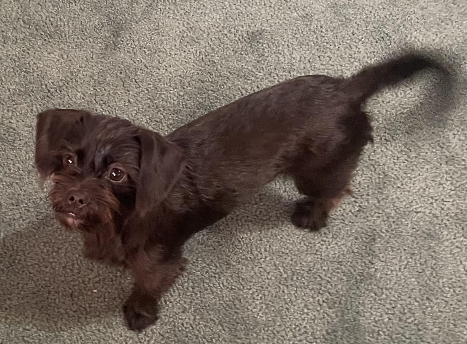 Enlarge XENA, an adopted mixed breed in Warwick, RI image 2/6