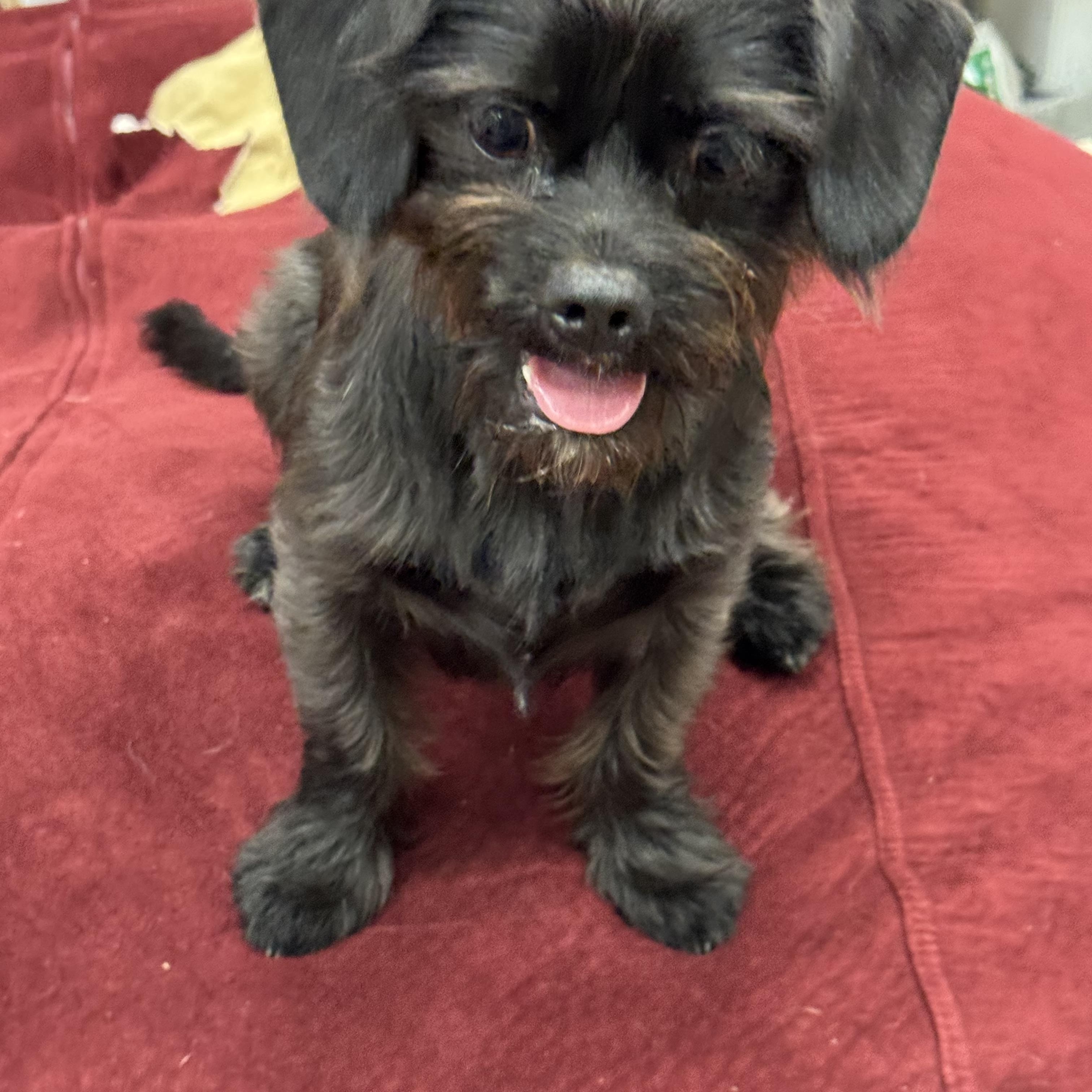 Enlarge XENA, an adopted mixed breed in Warwick, RI image 5/6