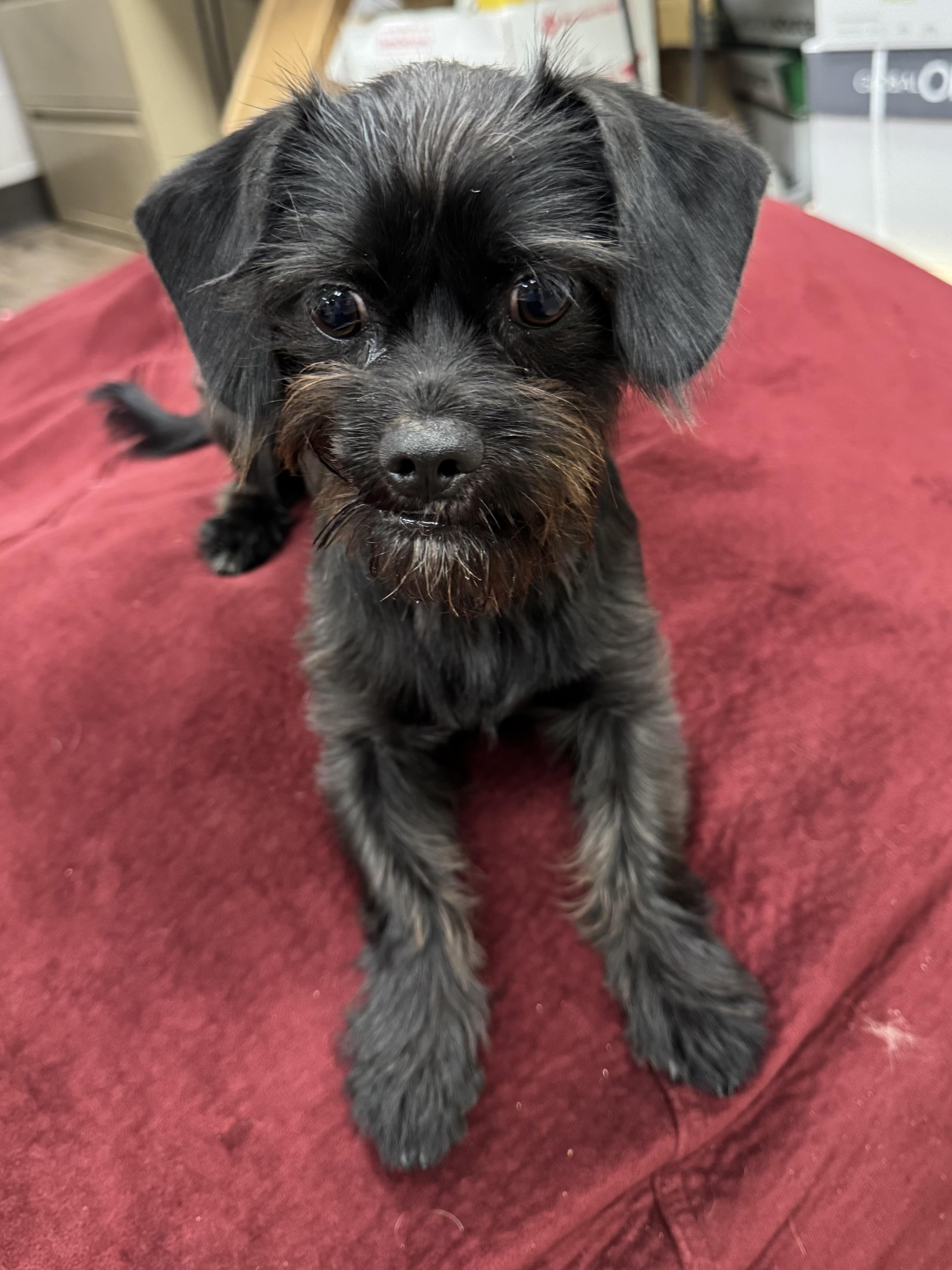 Enlarge XENA, an adopted mixed breed in Warwick, RI image 4/6