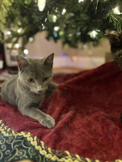 Possum $50 -INDOOR ONLY, Tripod. Fostered, Adoptable, Kitten Male Domestic Short Hair & Domestic Short Hair.