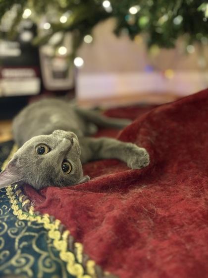 Enlarge Possum $50 -INDOOR ONLY, Tripod. Fostered, a Adoptable mixed breed in Seneca, SC image 2/3