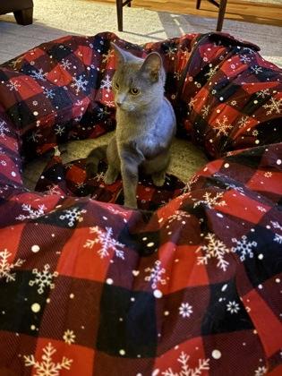 Enlarge Possum $50 -INDOOR ONLY, Tripod. Fostered, a Adoptable mixed breed in Seneca, SC image 3/3