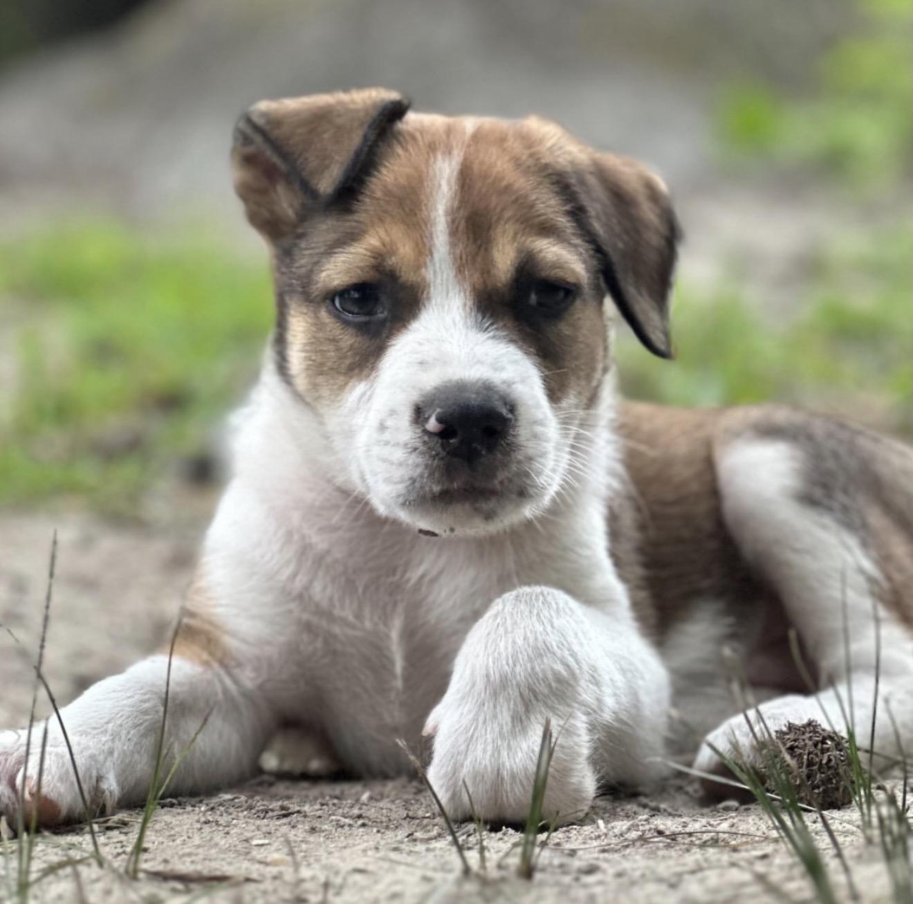 Enlarge Olton, an adopted mixed breed in Richmond, VA image 6/6