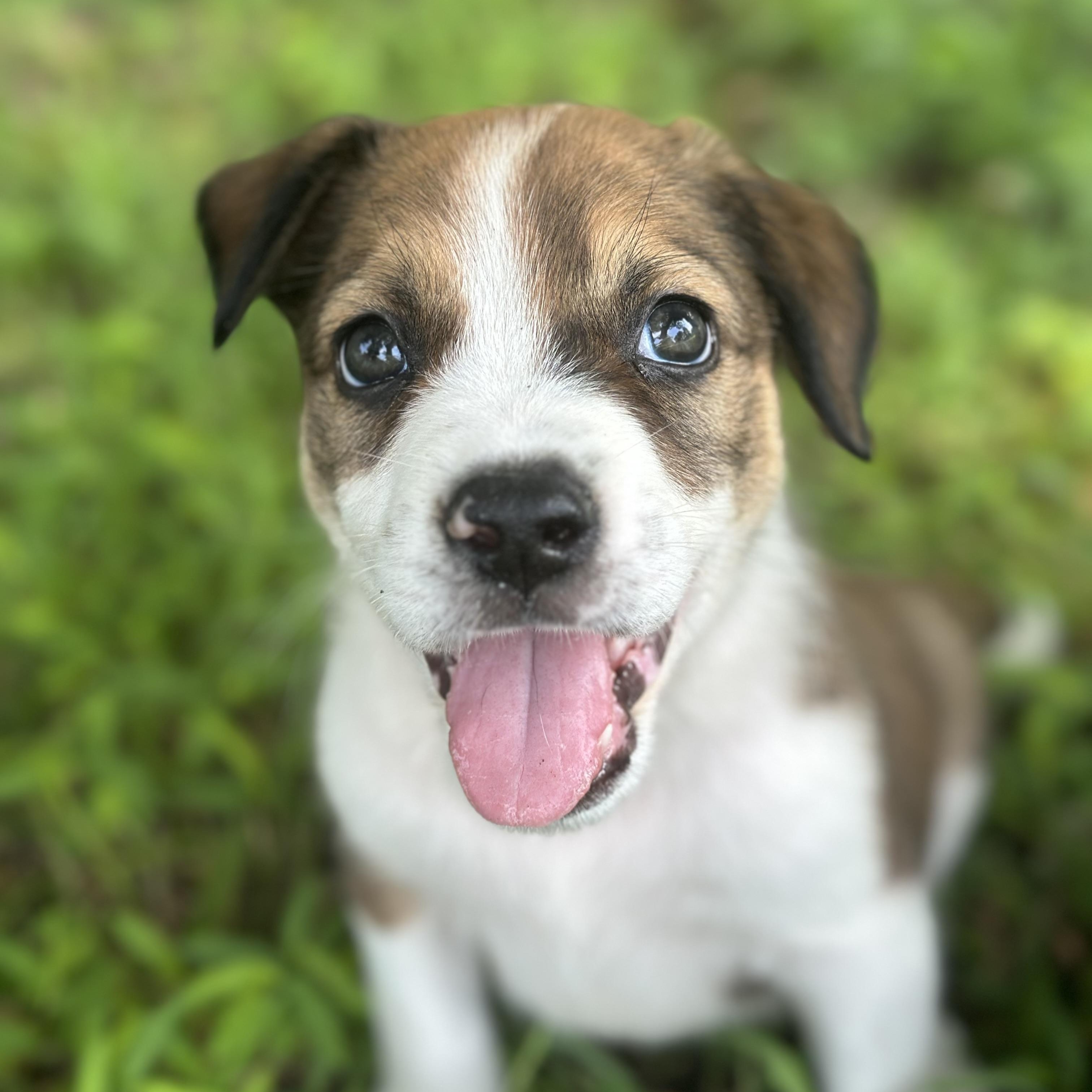 Olton, adopted, Puppy Male Mixed Breed.
