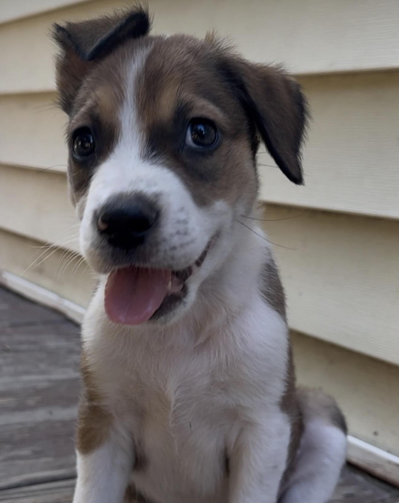 Enlarge Olton, an adopted mixed breed in Richmond, VA image 5/6