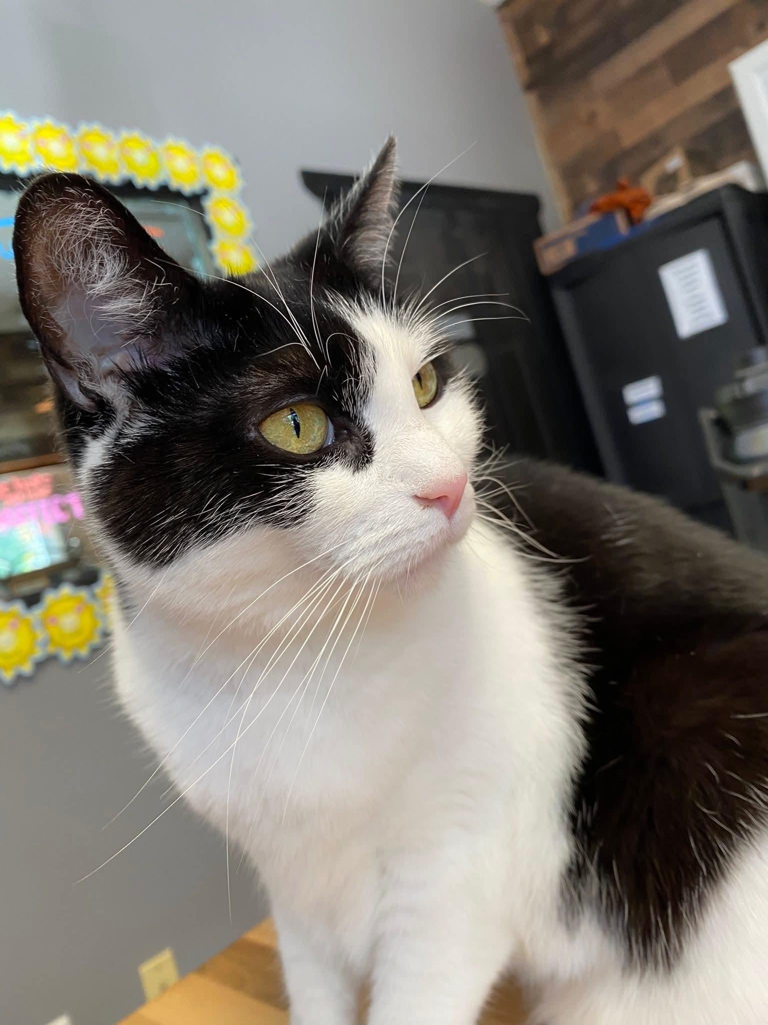 Violet, Adoptable, Adult Female Domestic Short Hair & Extra-Toes Cat / Hemingway Polydactyl.