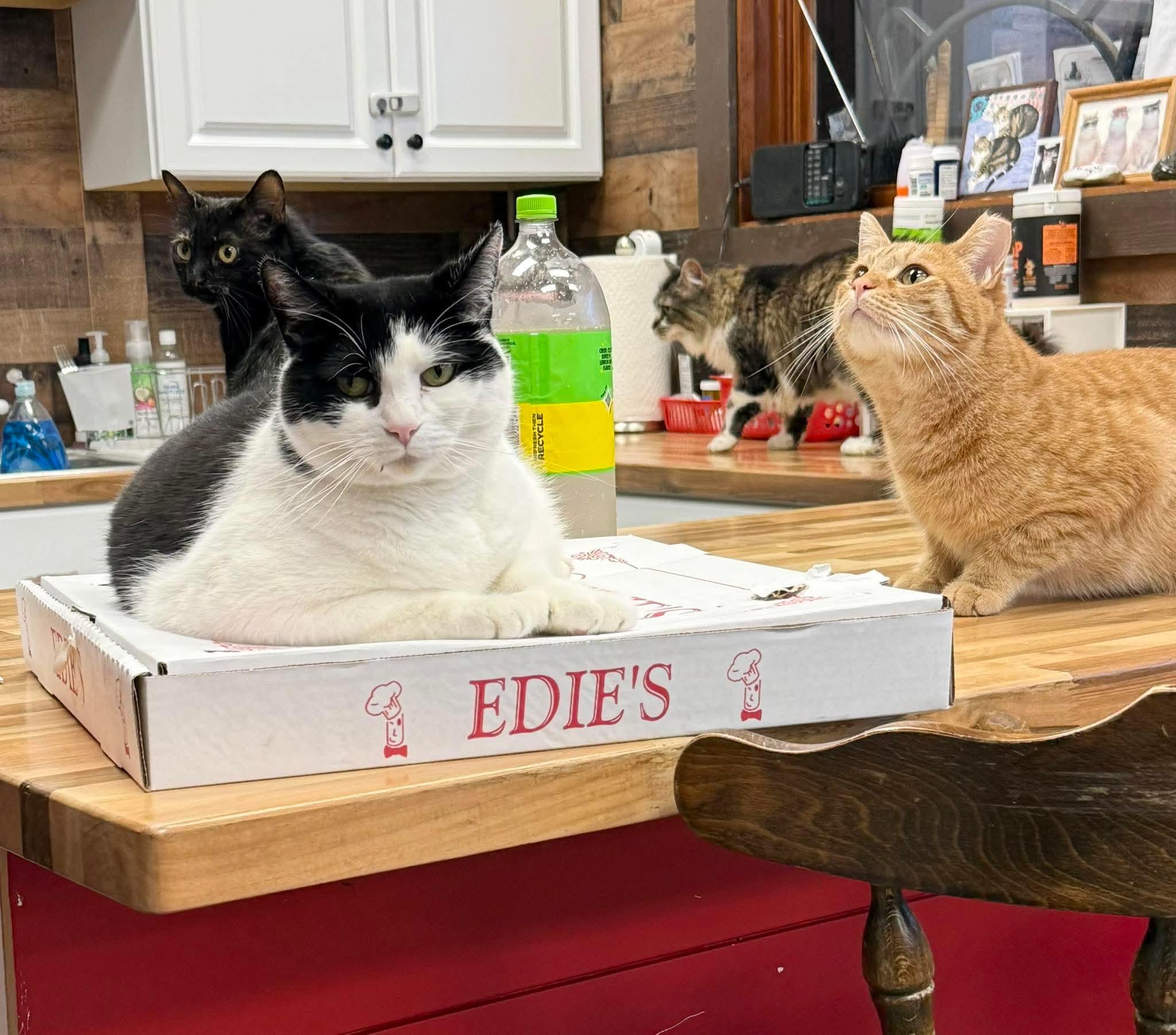 Enlarge Violet, an adoptable mixed breed in Hamburg, NY image 3/4