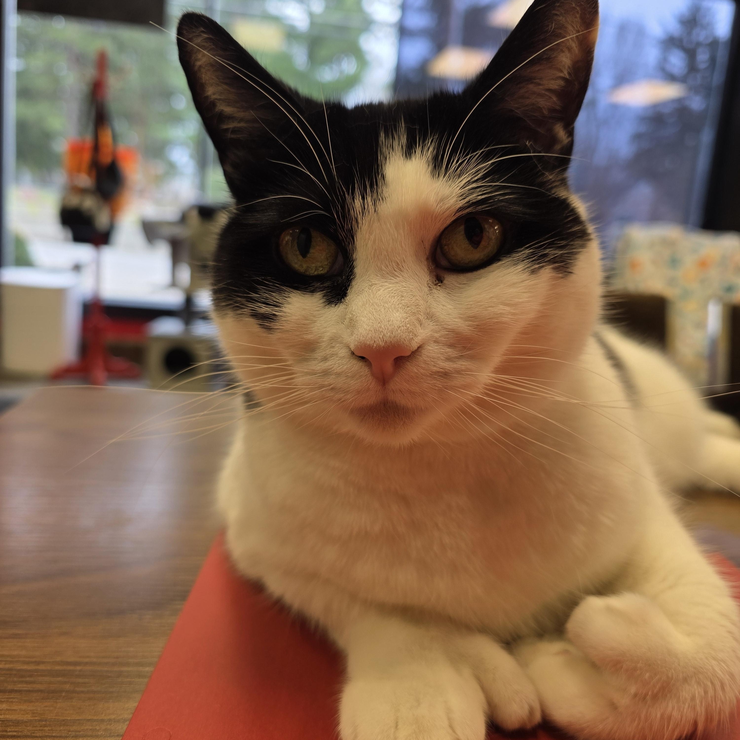 Enlarge Violet, an adoptable mixed breed in Hamburg, NY image 4/4