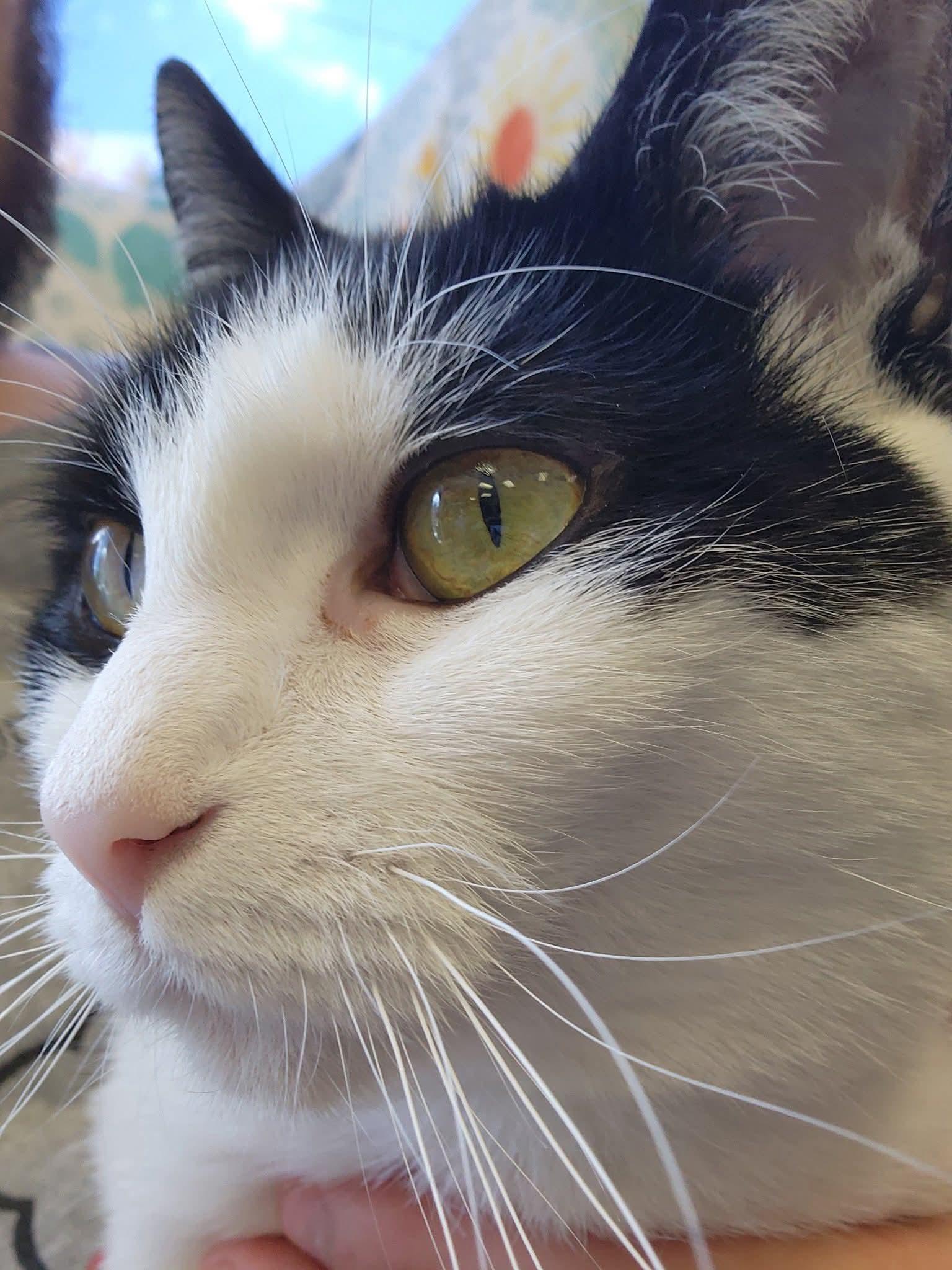 Violet, a Adoptable mixed breed in Hamburg, NY image 2/2