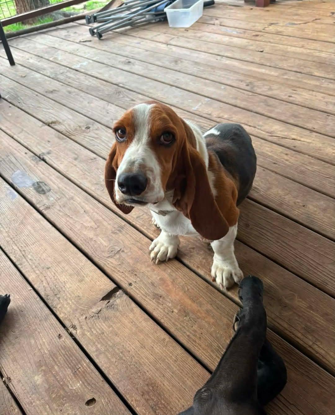 Enlarge April O'Neil, a Adopted Basset Hound in TULSA, OK image 1/3