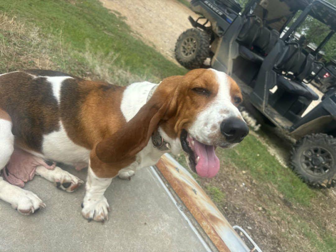 Enlarge April O'Neil, a Adopted Basset Hound in TULSA, OK image 2/3
