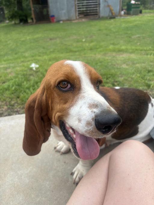 Enlarge April O'Neil, a Adopted Basset Hound in TULSA, OK image 3/3