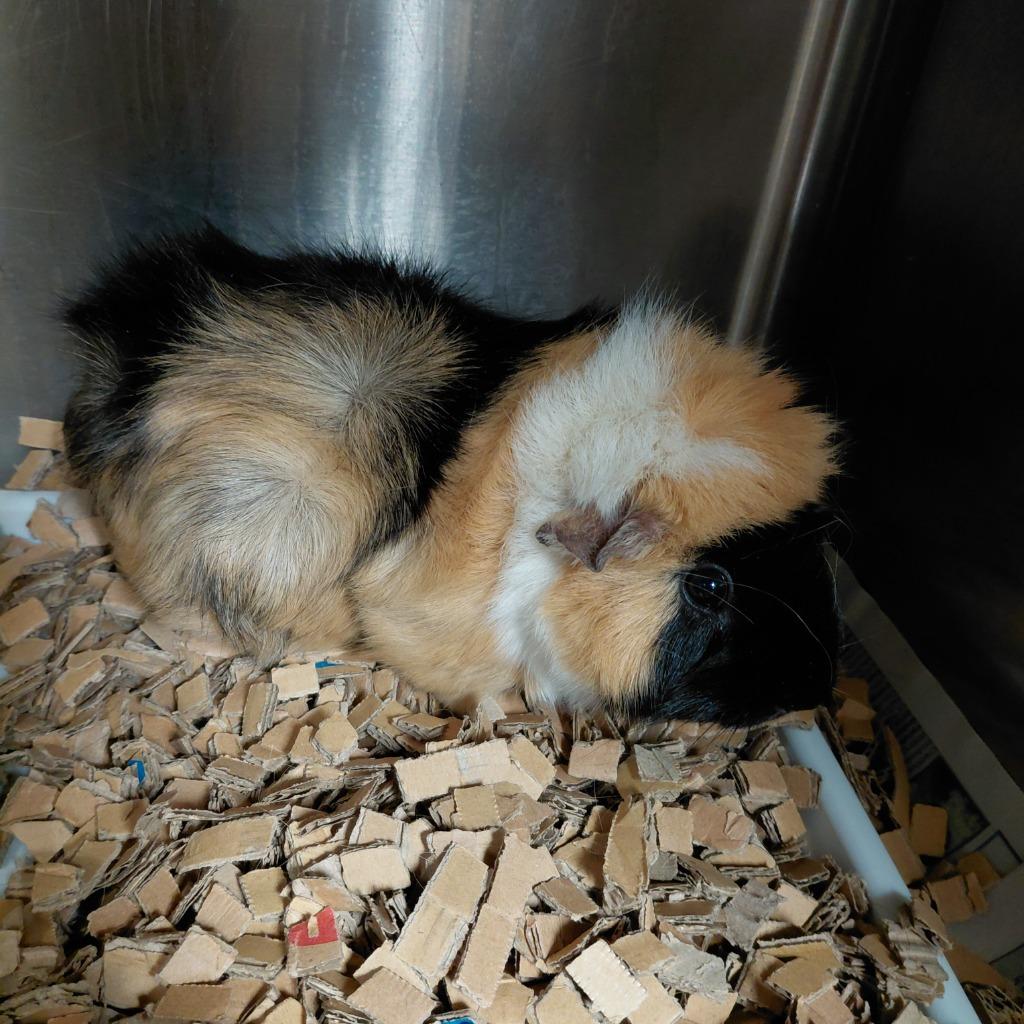 Peach, Adoptable, Adult Female Guinea Pig.