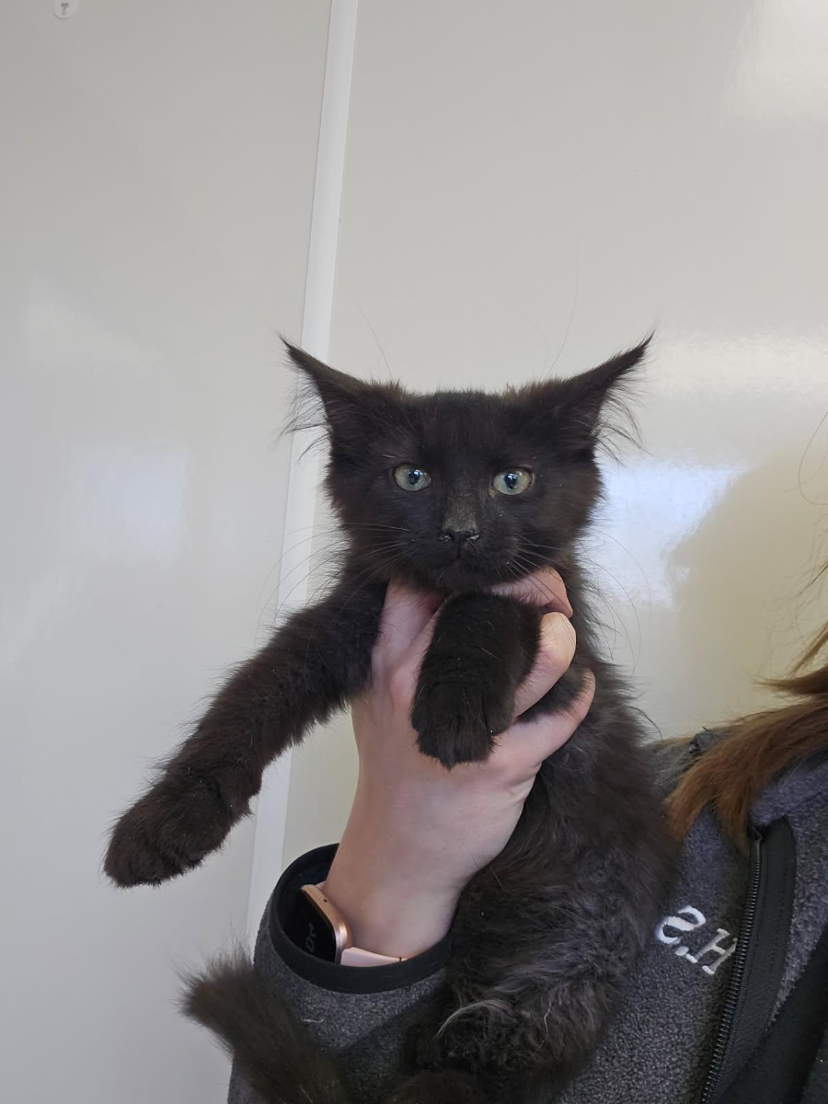 Enlarge Trailmix, a ADOPTABLE Domestic Long Hair in Mansfield, OH image 1/1