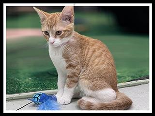 Enlarge MADDI, a Adoptable Domestic Short Hair in Peoria, IL image 1/1