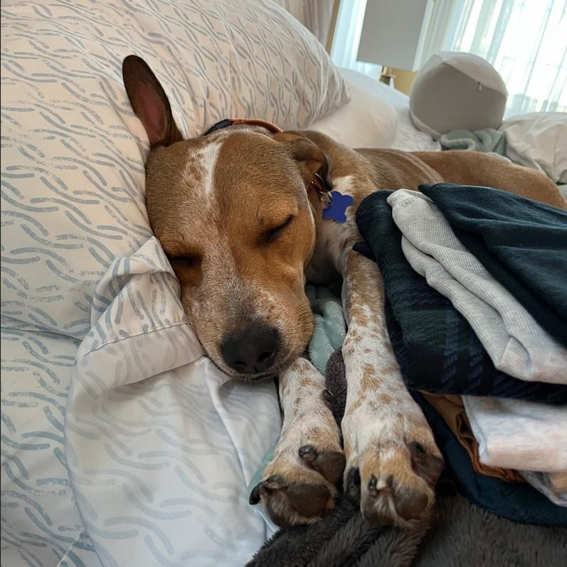 Dolly, a Adoptable mixed breed in Columbia, MO image 2/6