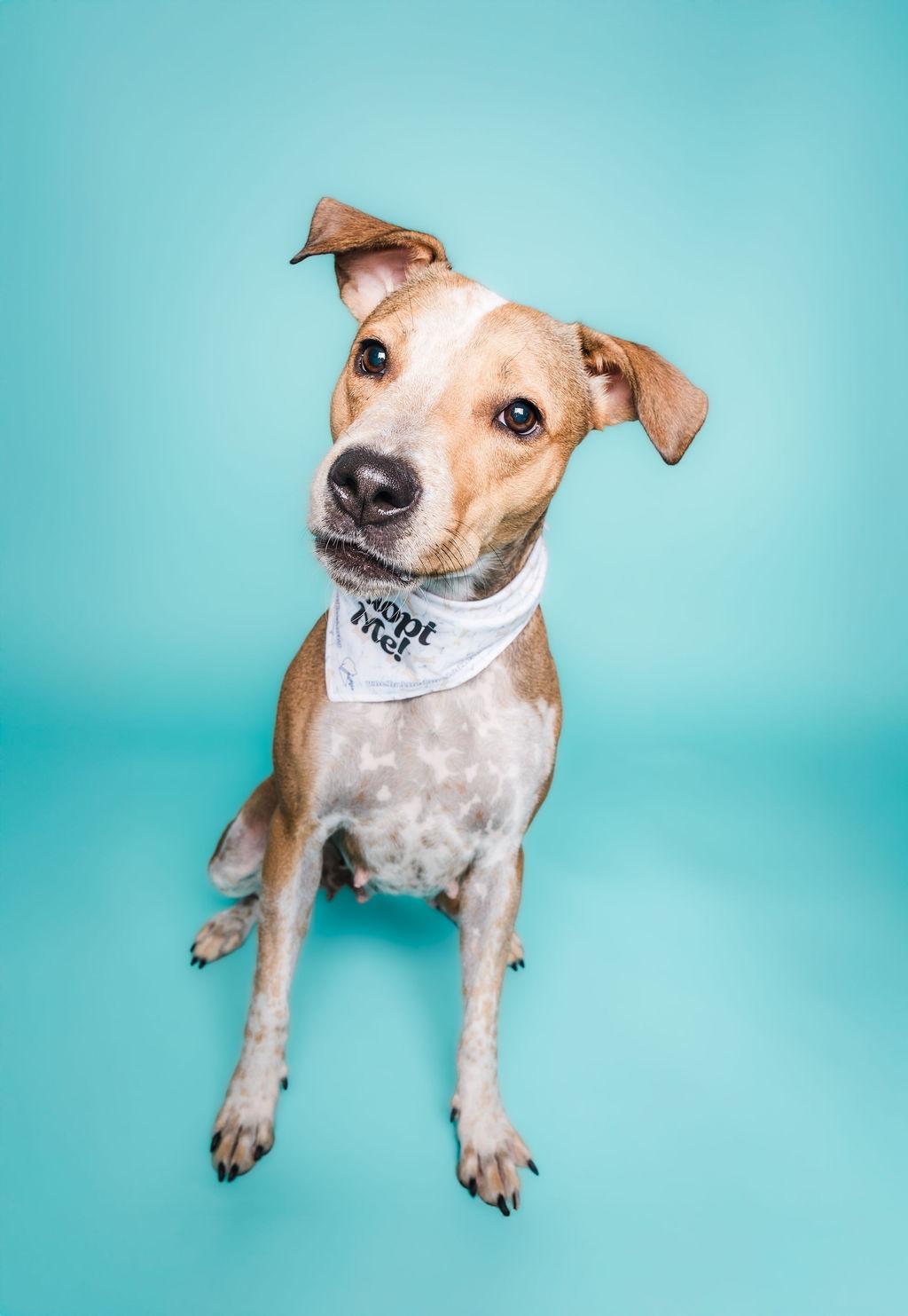 Dolly, Adoptable, Adult Female Australian Cattle Dog / Blue Heeler & Pit Bull Terrier.