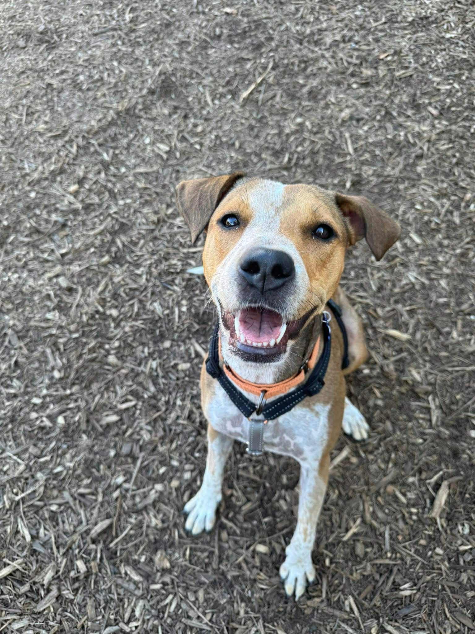 Dolly, a Adoptable mixed breed in Columbia, MO image 3/6