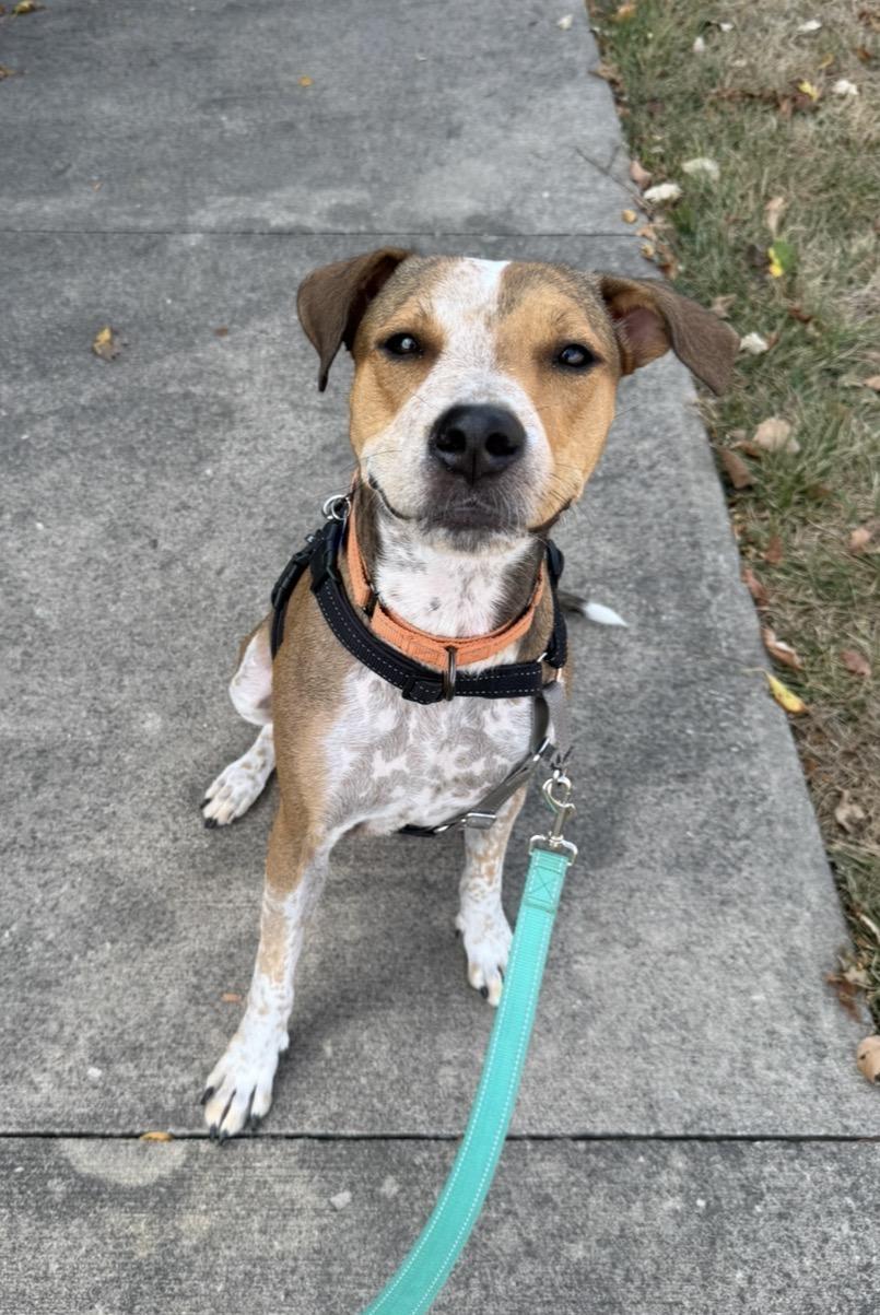 Dolly, a Adoptable mixed breed in Columbia, MO image 4/6