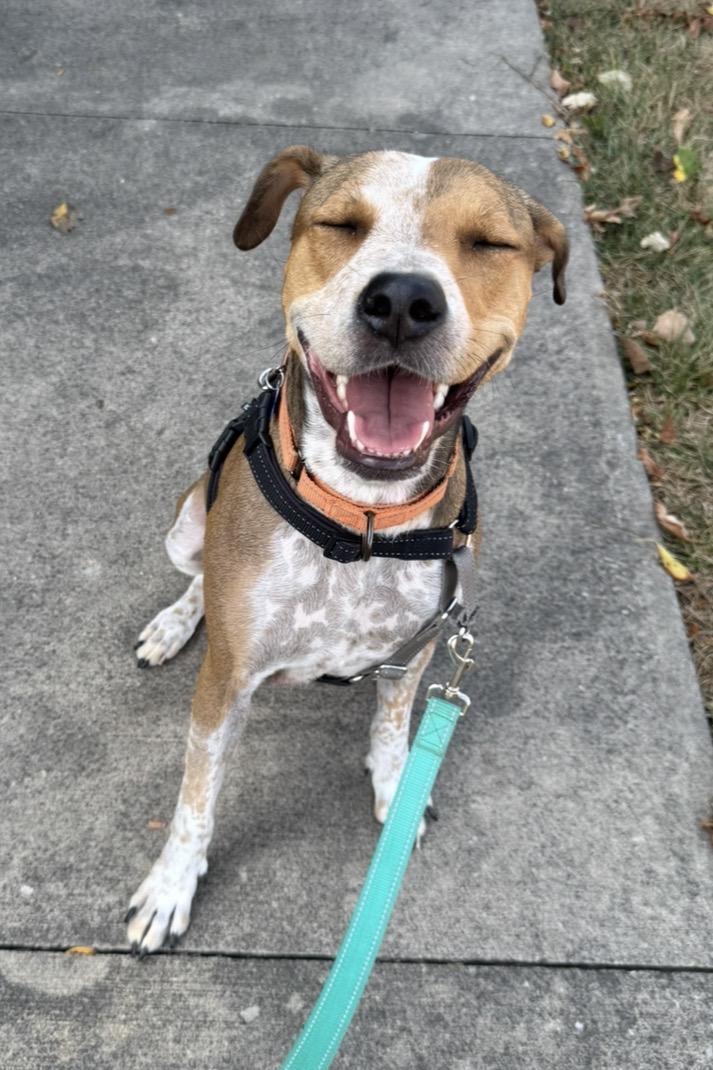 Dolly, a Adoptable mixed breed in Columbia, MO image 5/6