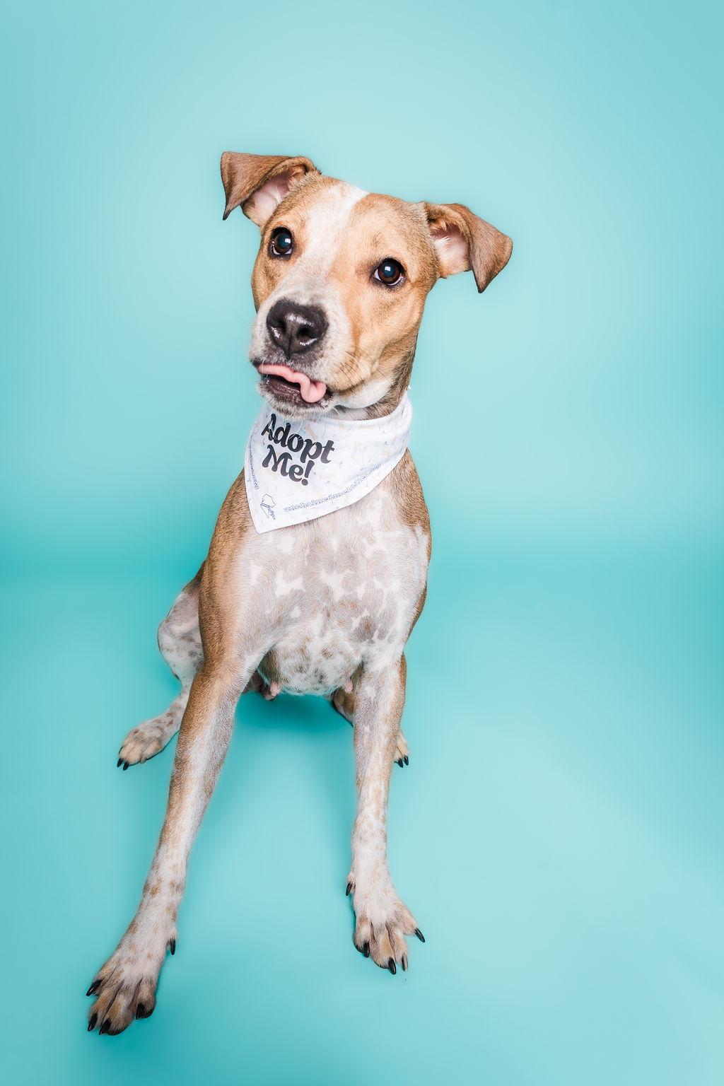 Dolly, a Adoptable mixed breed in Columbia, MO image 6/6