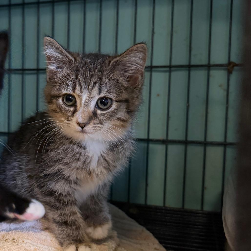 Prancer, Adoptable, Kitten Male Domestic Medium Hair.