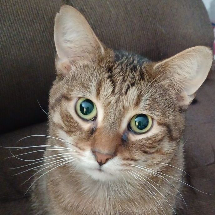 Toffee - blind, Adoptable, Adult Male Domestic Short Hair.