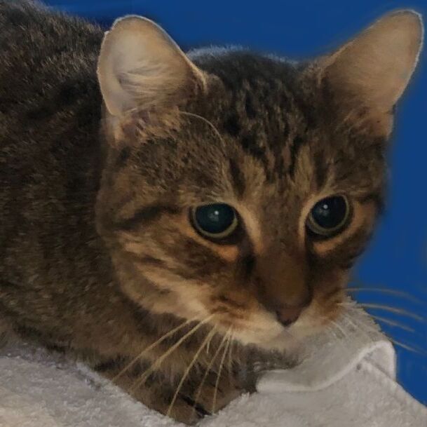 Enlarge Toffee - blind, a Adoptable Domestic Short Hair in Mansfield, OH image 2/4