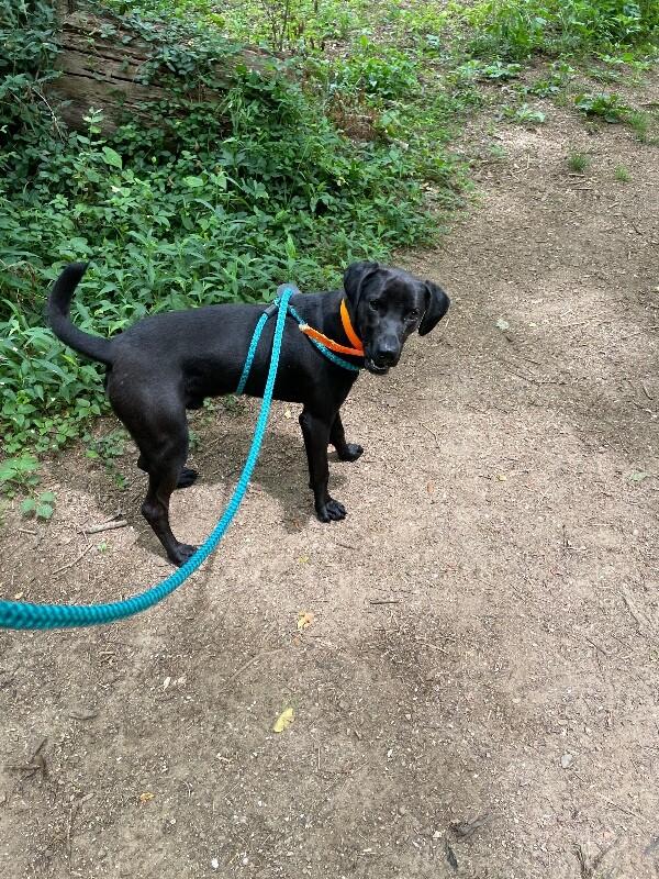 Enlarge Oso, a Adoptable Mixed Breed in Maryville, TN image 1/6