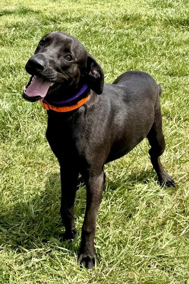 Enlarge Oso, a Adoptable Mixed Breed in Maryville, TN image 2/6