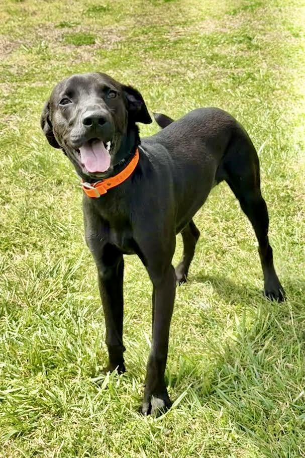 Enlarge Oso, a Adoptable Mixed Breed in Maryville, TN image 3/6