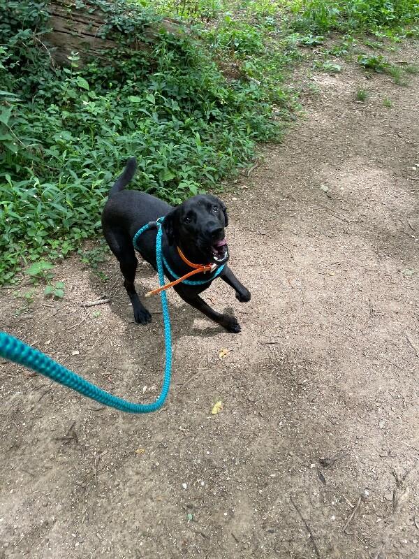 Enlarge Oso, a Adoptable Mixed Breed in Maryville, TN image 4/6