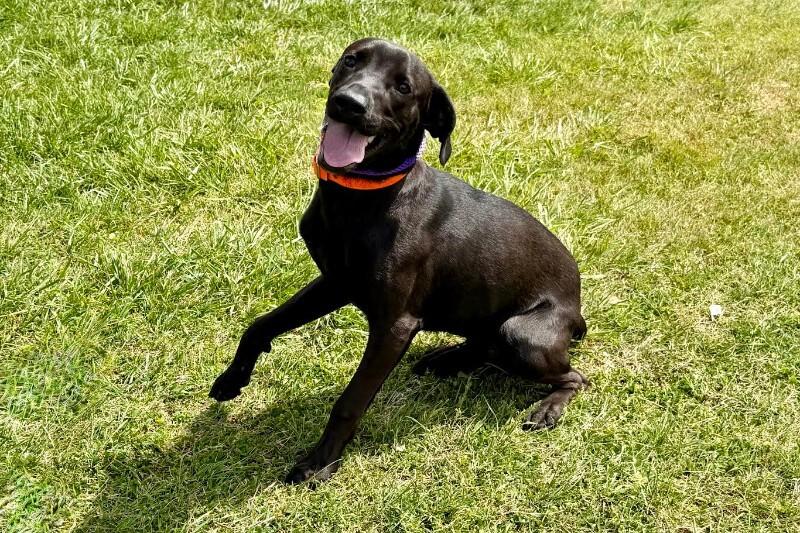 Enlarge Oso, a Adoptable Mixed Breed in Maryville, TN image 5/6