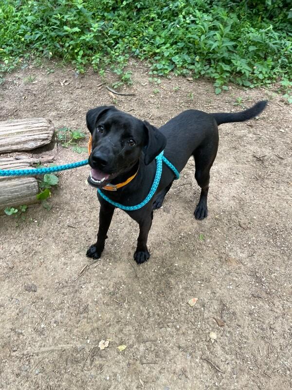 Enlarge Oso, a Adoptable Mixed Breed in Maryville, TN image 6/6